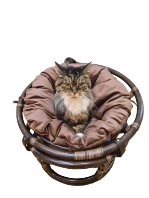 Кресло папасан - мини 23/01Е, цвет: темно - коричневый фото Кресло папасан - мини 23/01Е, цвет: темно - коричневый. Фото №4